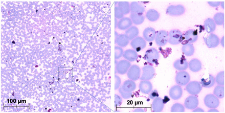 S Figure 2.