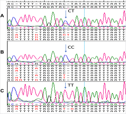 Figure 1b: