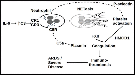 Figure 12: