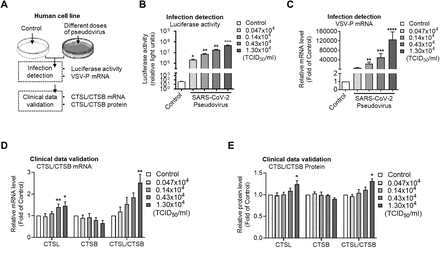 Figure 2:
