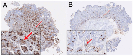 Figure 6: