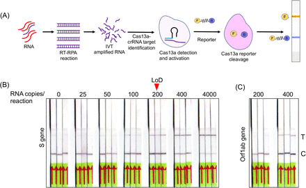 Figure 3: