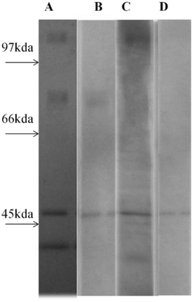 Fig.1.