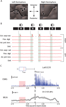 Figure 1: