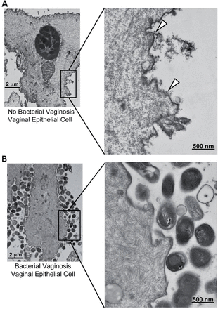 Fig. 1: