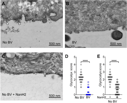 Fig. 7: