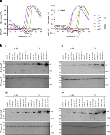 Figure 3—figure supplement 1