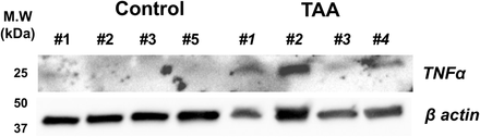 Supplemental Figure 8.