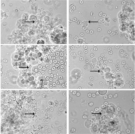 Fig. 2A.