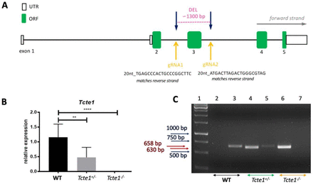 Figure 2: