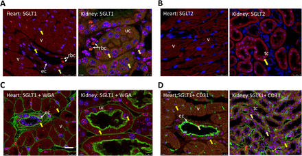 Figure 3: