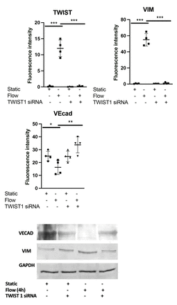 Figure. 1.