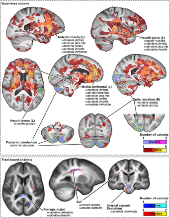 Supplementary Figure 5.