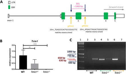 Figure 2: