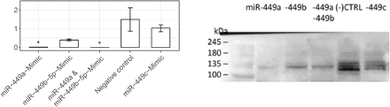 Suppl. Figure 5.