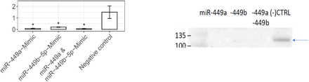 Suppl. Figure 6.