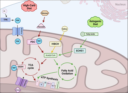 Figure 1:
