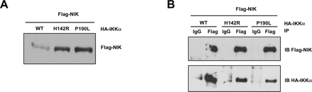 Supplementary Figure 4.