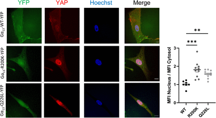 Supplementary Fig. 6: